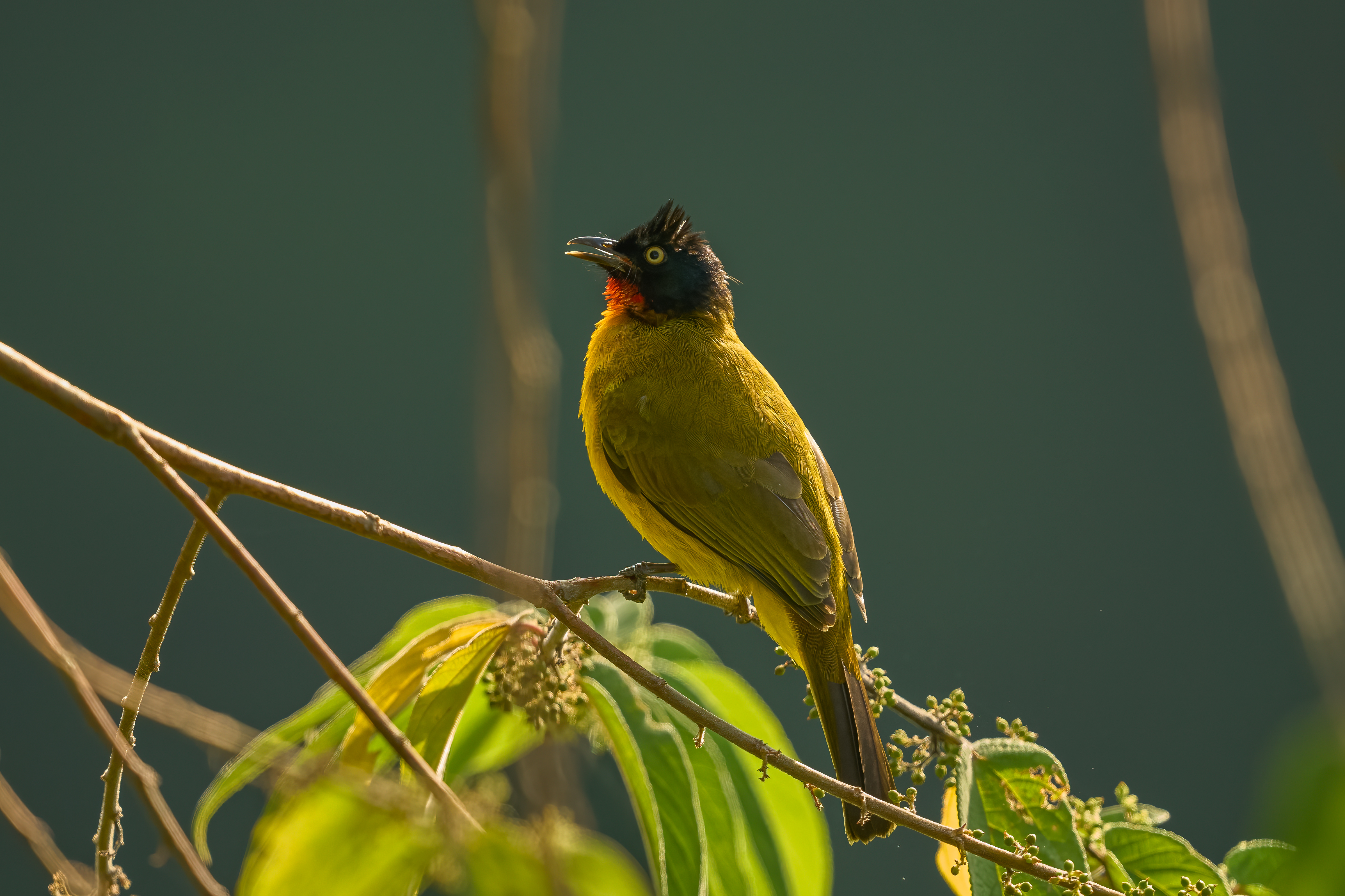 Black-headed Bulbul- Brachypodius melanocephalos