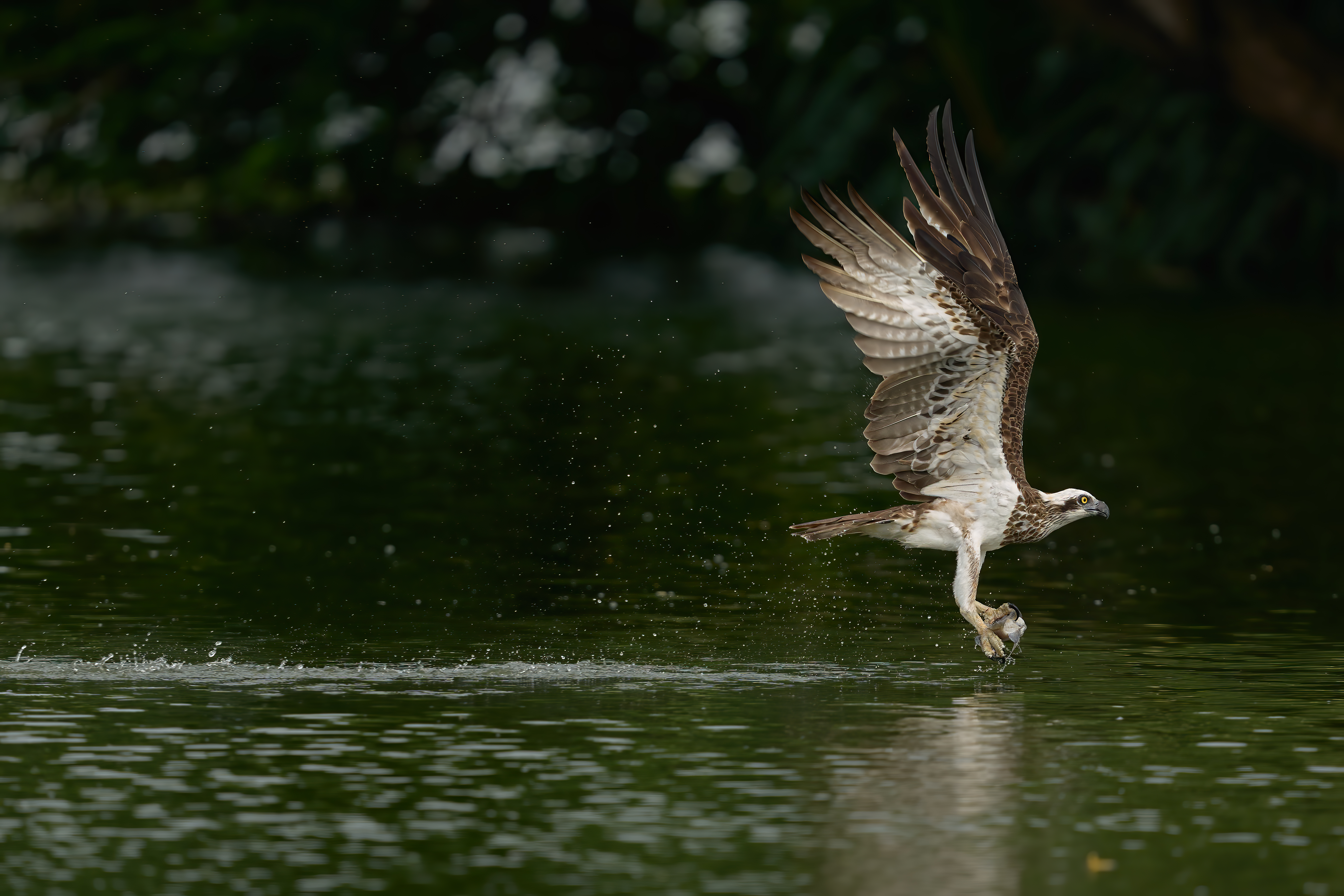 Western Osprey-Pandion haliaetus