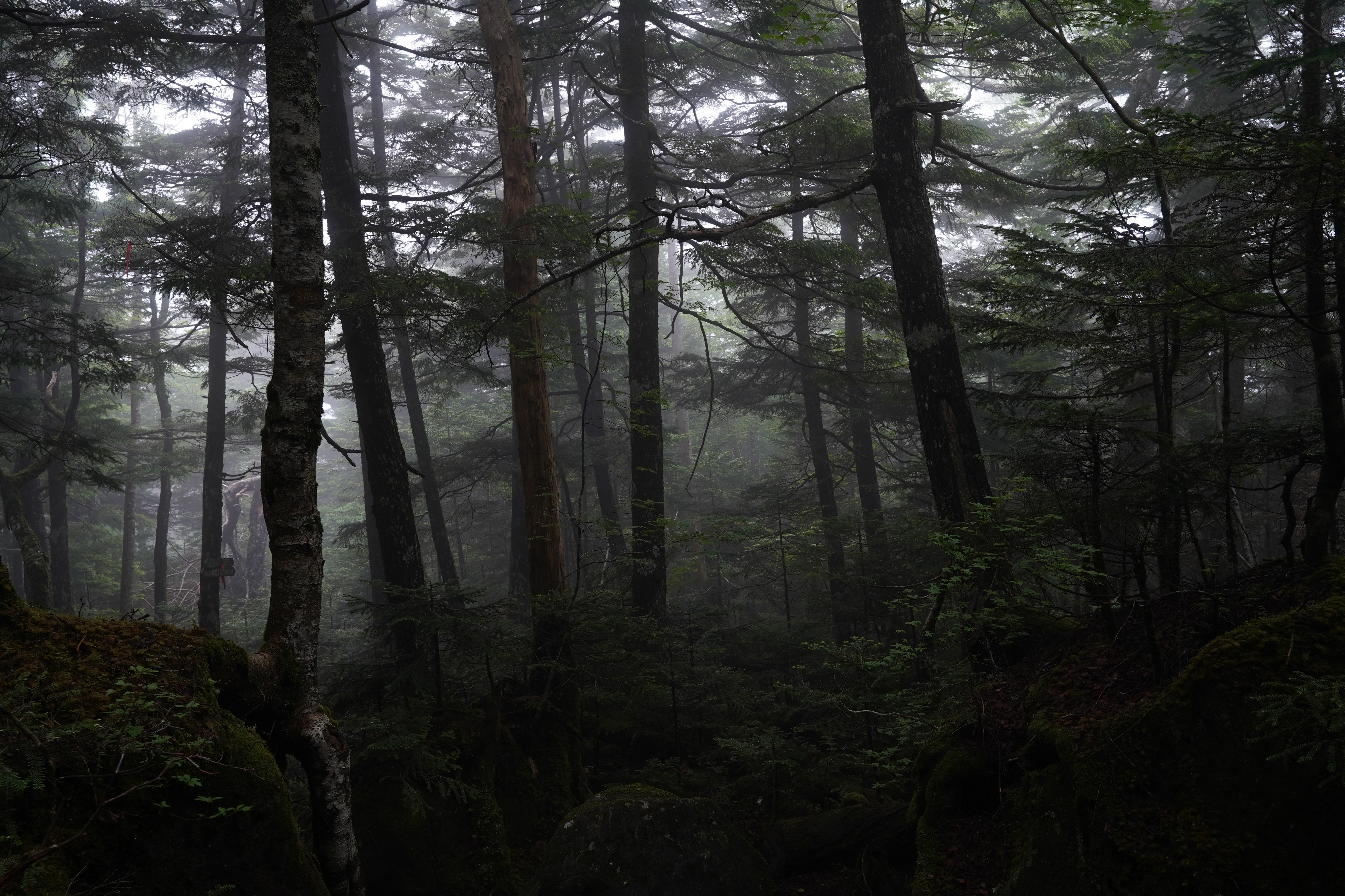 Low ISO shot of misty forest