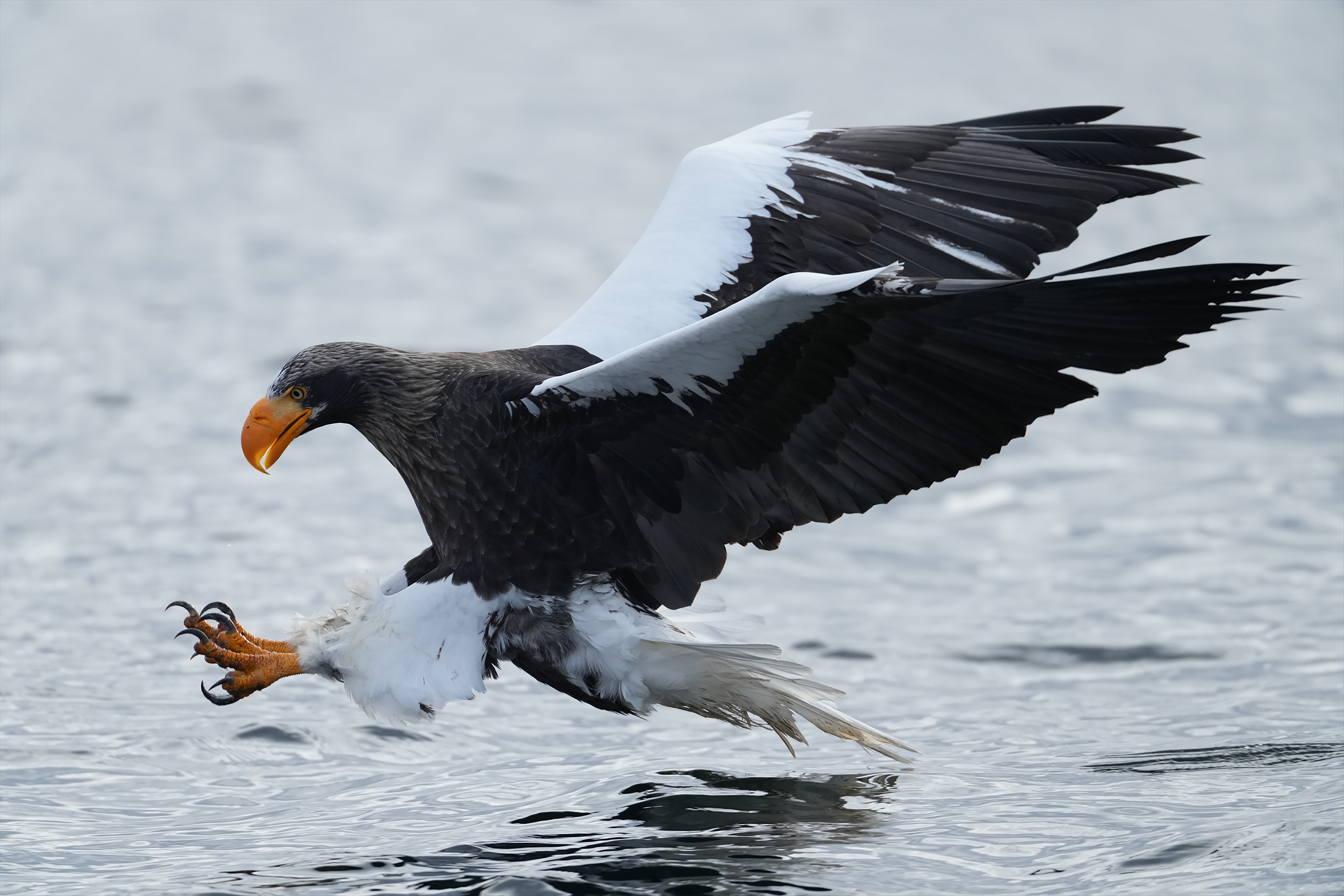 Crash Course on Telephoto Photography: Banner image