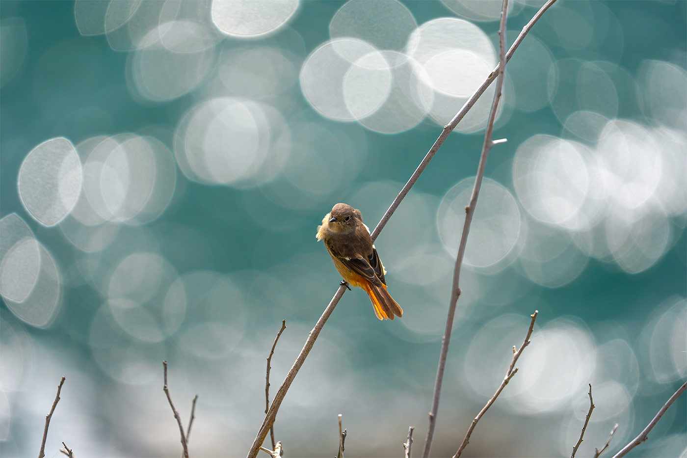 Taking flight with bird photography with Cho JungRae 1