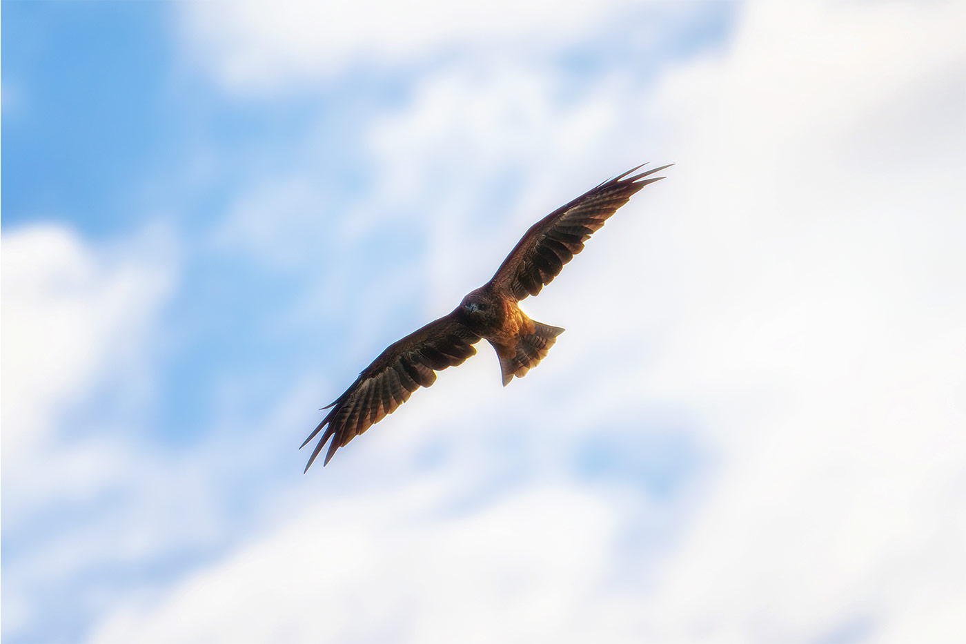 Taking flight with bird photography with Cho JungRae 15