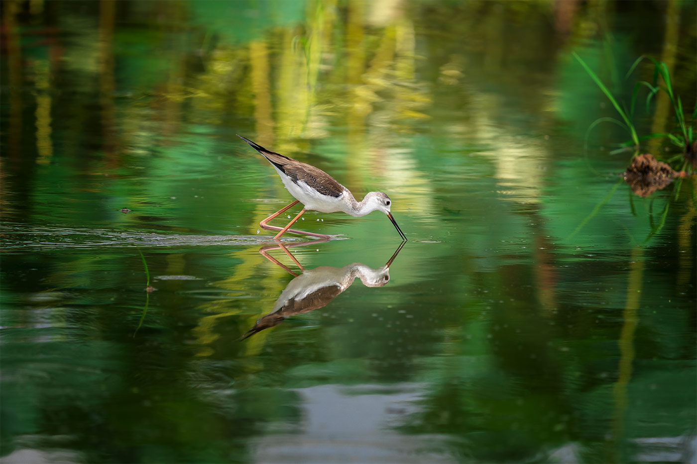 Taking flight with bird photography with Cho JungRae 19