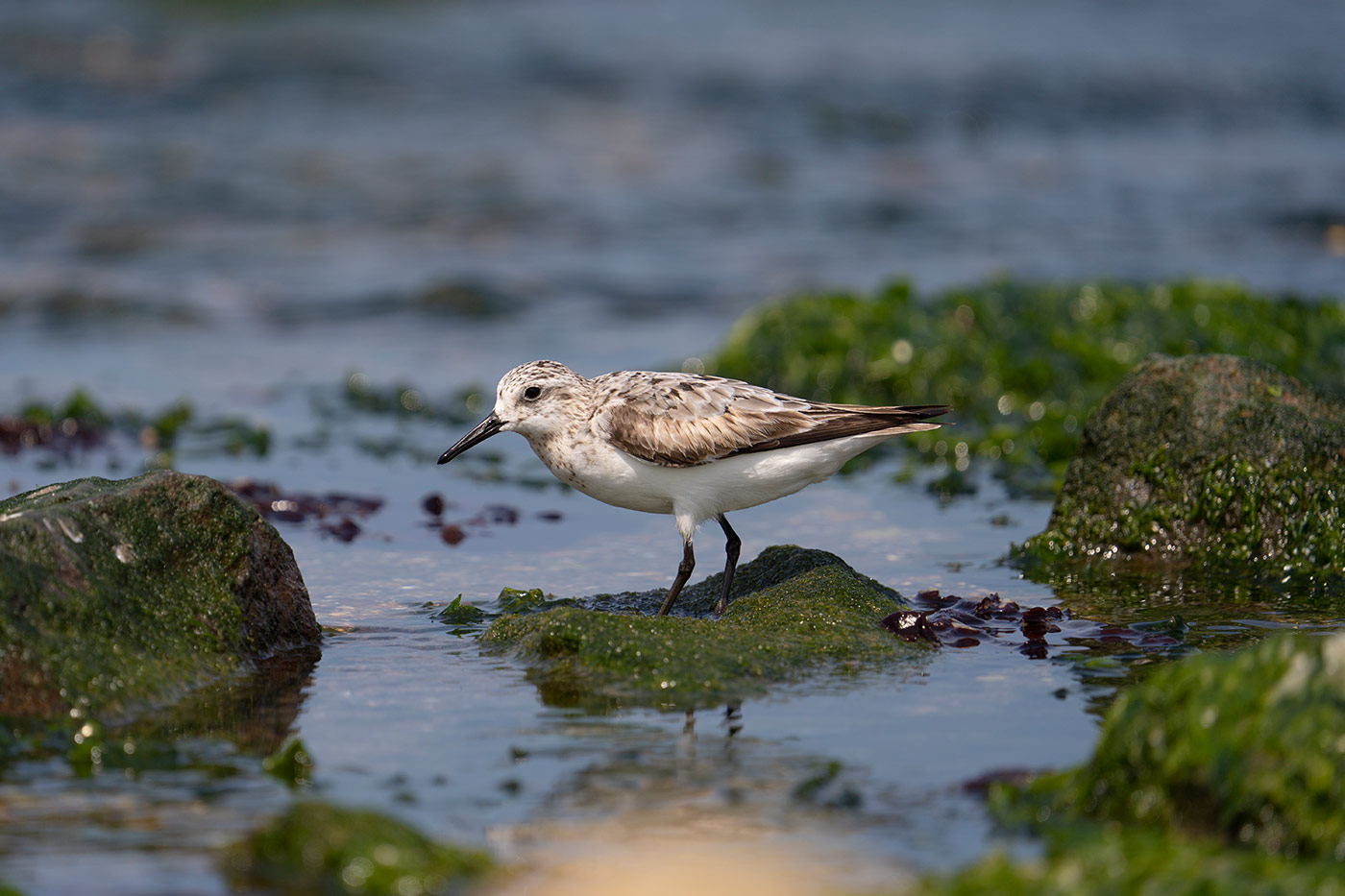 Taking flight with bird photography with Cho JungRae 5