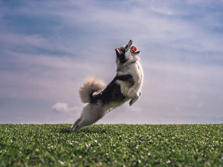 Dog jumping to catch a red ball in mid-air in a green field