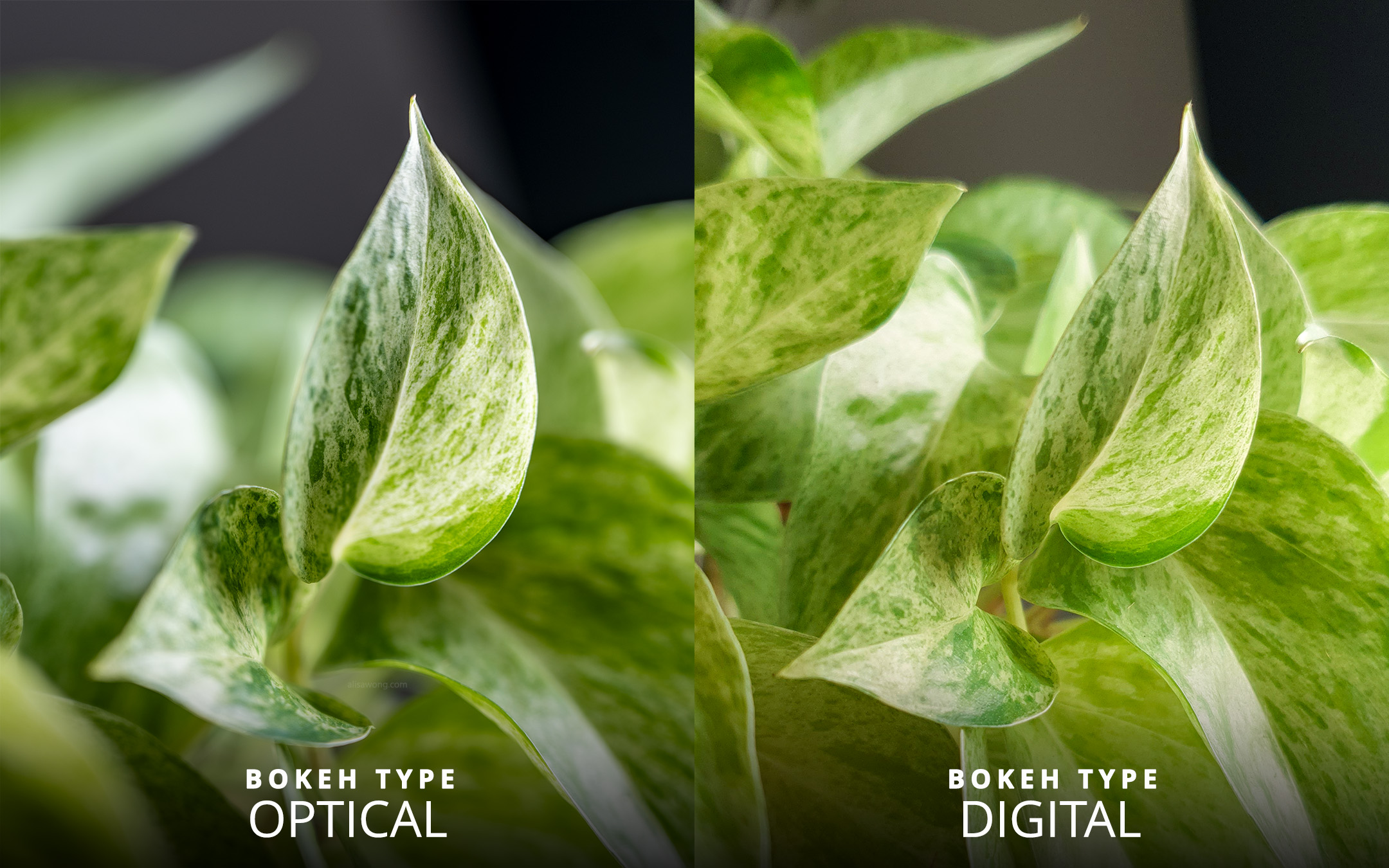 Comparison of an image of a leaf with optical and digital bokeh