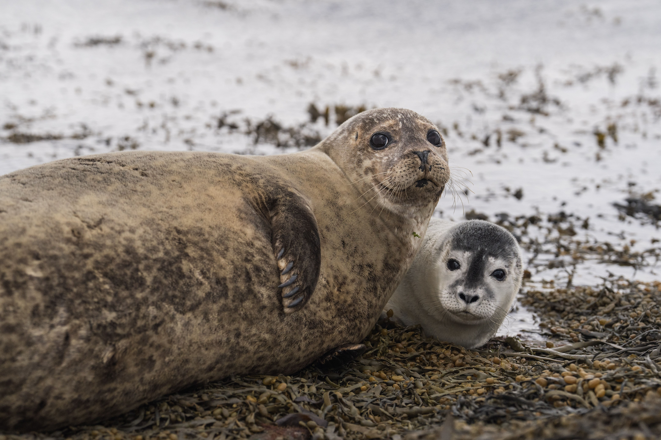 Two seals lying next to each other on land, looking to the camera