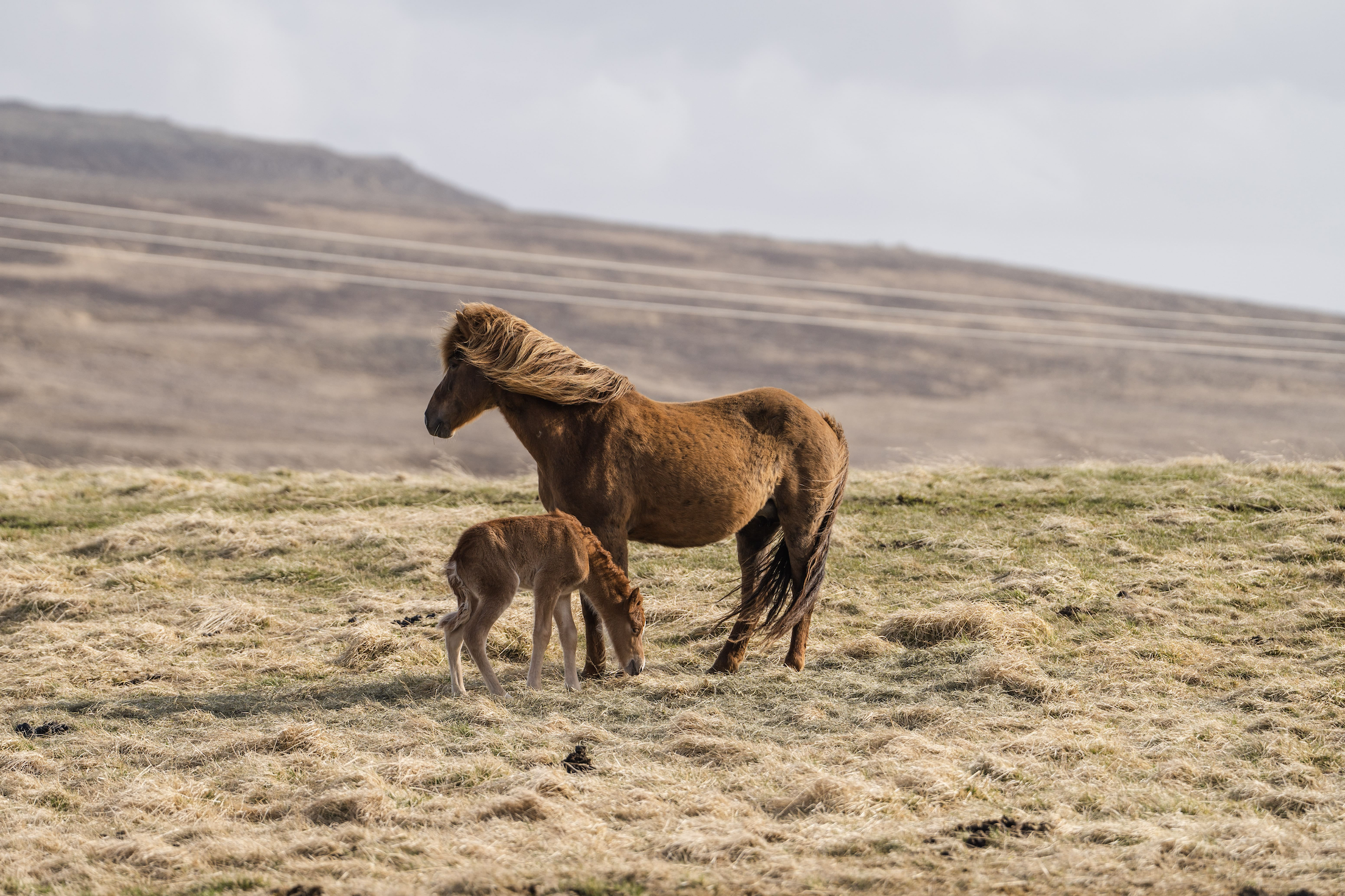 A mare and its young grazing on a windy, grass field