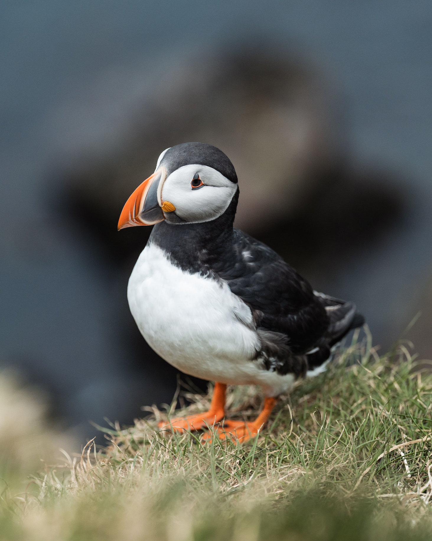 A puffin standing on the grassy surface of a cliff