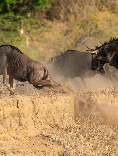 Marlon Du Toit
